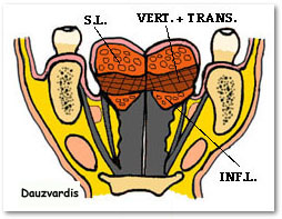 Intrinsic Muscle of Tongue