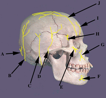 Nerves Side of Skull Labeled A