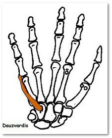 Flexor Digiti Minimi Brevis