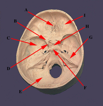 Skull Parts Cranial A