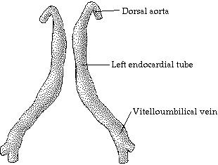 Heart Tube Formation