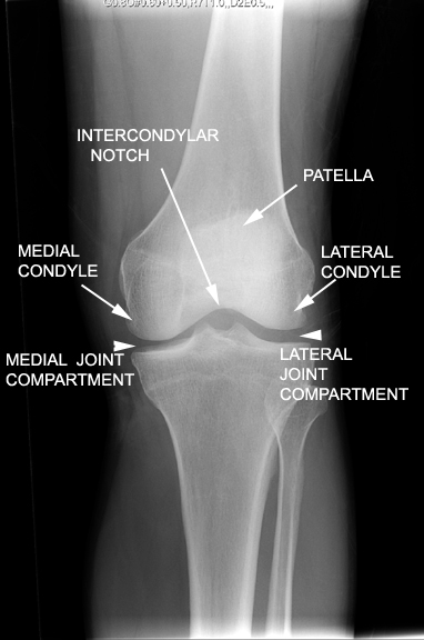 Identify The Structures Seen Click The Image For Labeling